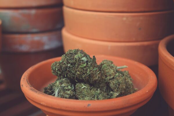 Cannabisblüten