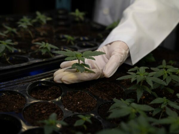 Technische Anforderungen an eine CSC Immobilie. Eine Hand mit Handschuh, hält ein kleines Cannabis Pflänzchen. 