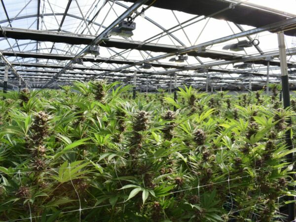 Cannabis Pflanzen in einem Anbauverein. 