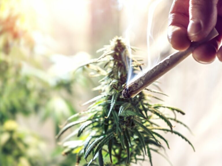 Wie funktioniert ein Cannabis Social Club? Erfahre es hier!
