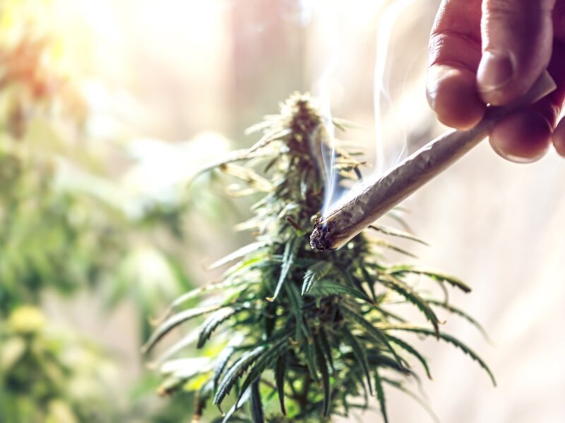 Wie funktioniert ein Cannabis social Club? Eine Cannabispflanze und ein Joint sind zu sehen.