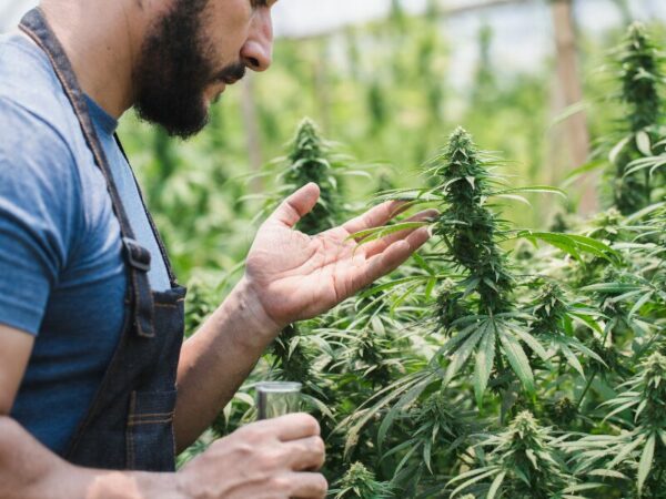 Ein Mann im einem social Club schaut sich eine Cannabisblüte an.