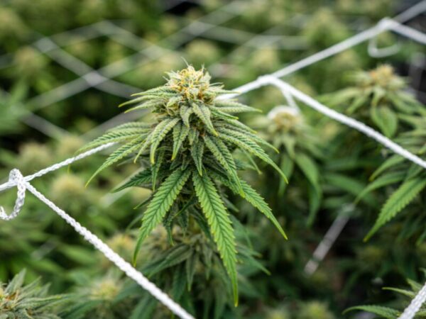 German Cannabis Standards will 2026 in Deutschland anbauen