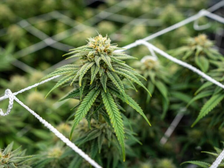 German Cannabis Standards plant Einstieg in die heimische Cannabisproduktion