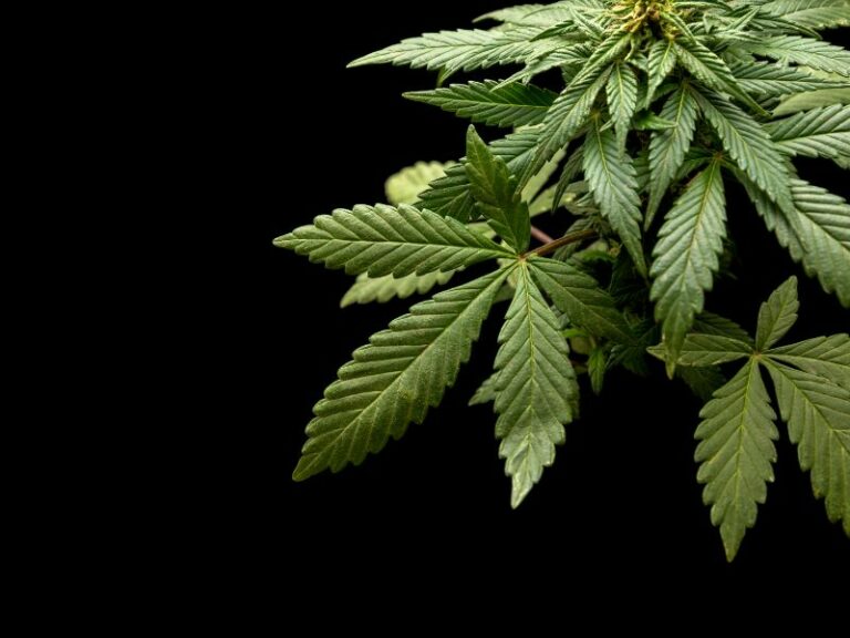 Innenministerkonferenz: Warum die Cannabisreform blockiert wird!