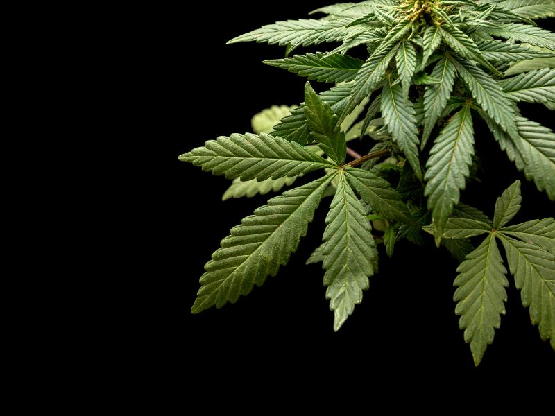 Eine Cannabispflanze - Diskussion in der Innenministerkonferenz