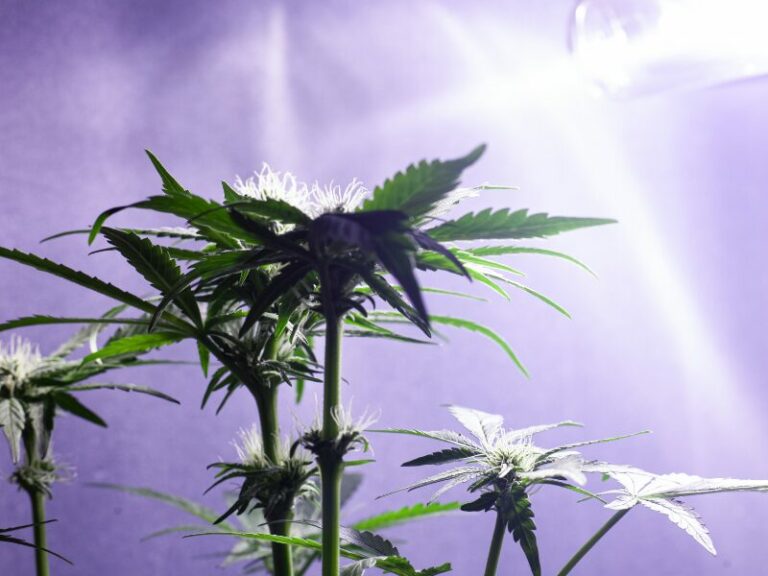 5 Lichtrezepte beim Cannabisanbau. So funktioniert Grow‑Licht wirklich!