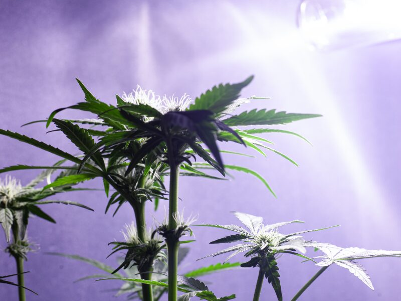 5 Lichtrezepte beim Cannabisanbau. Erfahre mehr.