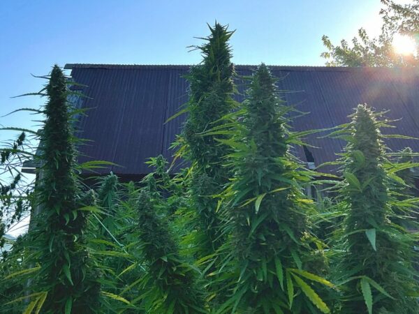 beim Cannabis Outdoor Grow sollten die Blüten im Nachgang auf jeden Fall gewaschen werden.