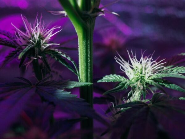 ertragreiche Blüten, mit dem richtigen Licht und der richtigen Lichtmessung beim Cannabisanbau. 