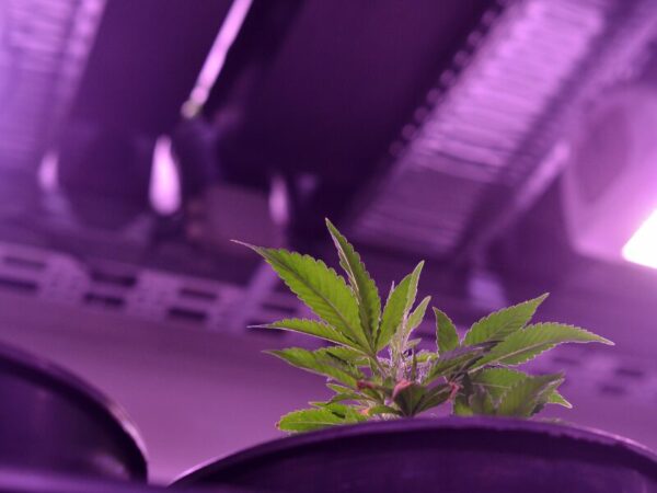 Violettes Licht beim Cannabisanbau. 