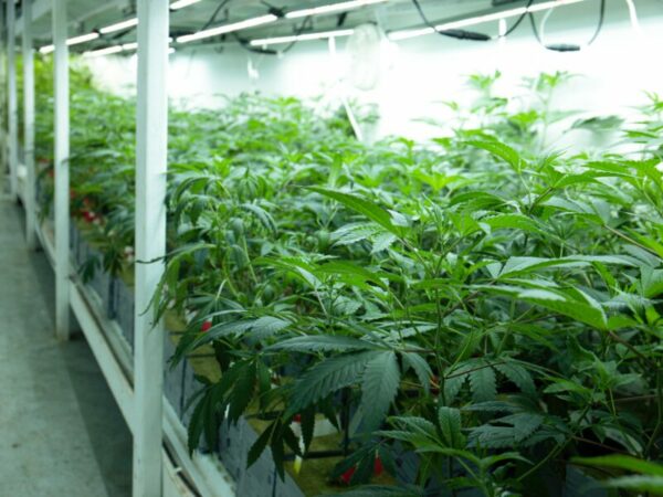 Demecan verdoppelt Anbaukapazitäten in seinem Werk in Ebersbach