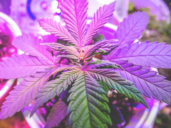 Eine Cannabispflanze mit einem violetten Licht. 