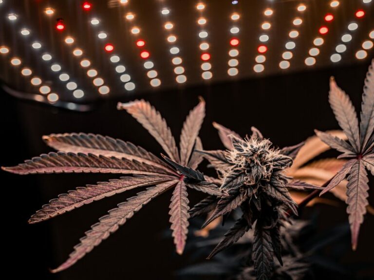 PPFD Wert. Der entscheidende Lichtwert beim Cannabisanbau!