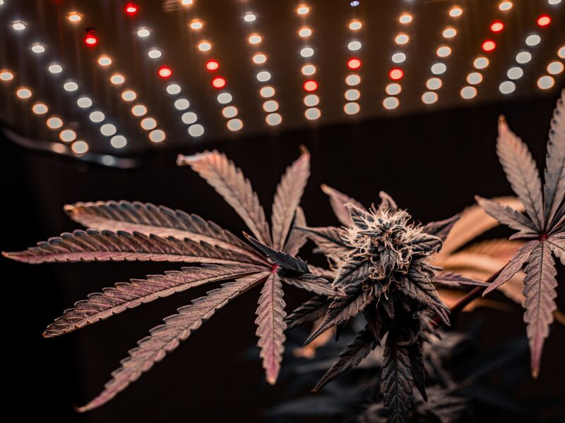 Der PPFD Wert beim Cannabisanbau. Eine Cannabispflanze unter dem Licht ist zu sehen.