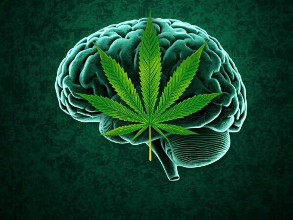 Cannabis vergrößert das Hirnvolumen, laut einer neuen Studie. Ein menschliches Gehirn mit einem Cannabisblatt.