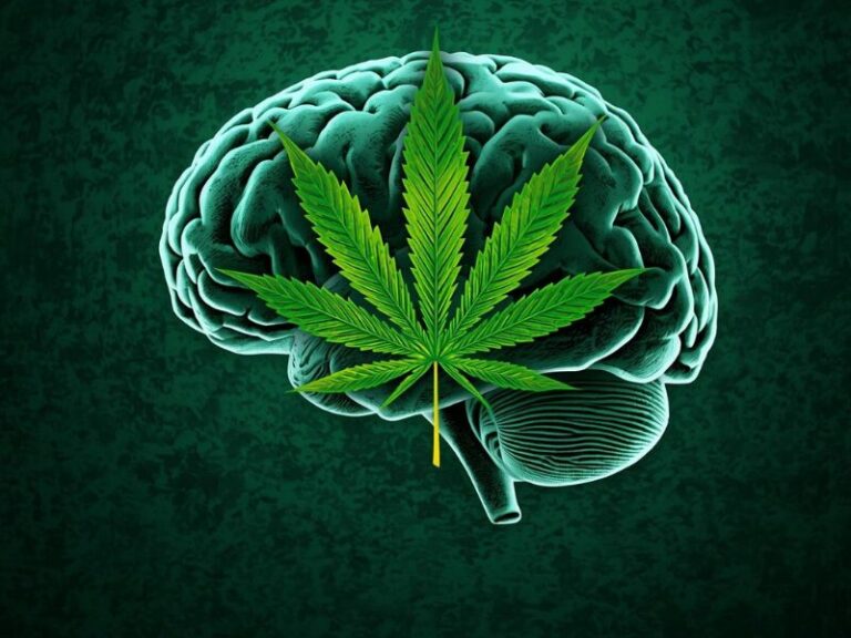 Cannabis vergrößert das Hirnvolumen, laut neuer Studie