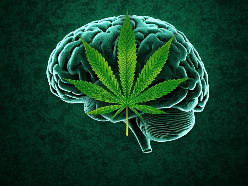 Cannabis vergrößert das Hirnvolumen, laut einer neuen Studie. Ein menschliches Gehirn mit einem Cannabisblatt.