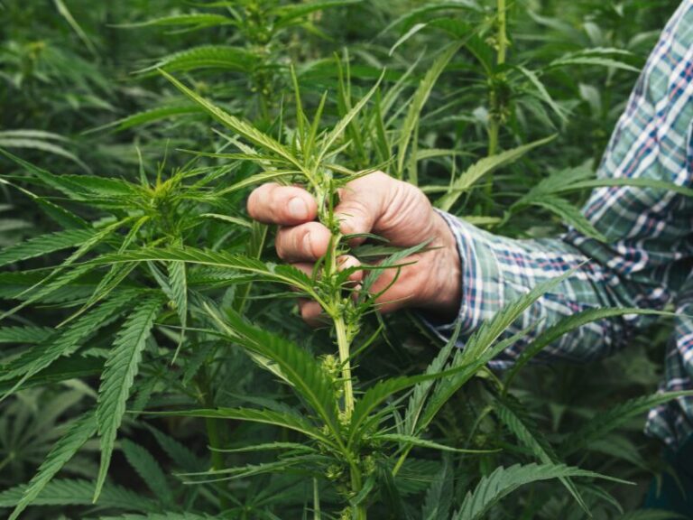 Nutzhanfreform statt Strafen für legalen Hanf