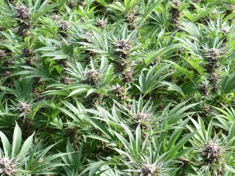 24000 Cannabispflanzen in der Schweiz gefunden