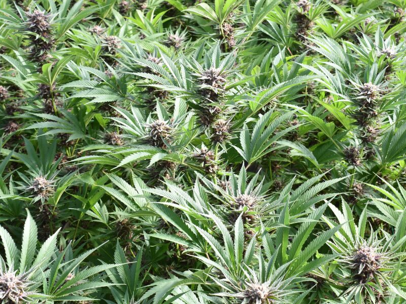 24000 Cannabispflanzen in der Schweiz entdeckt