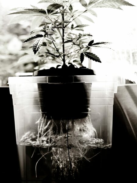 Hydro Grow Cannabis