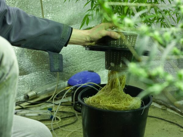 Hydro Grow von Cannabis