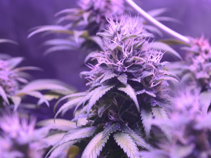 Lichtzyklus Grow. Erfahre den Unterschied zwischen dynamischen und statischem Licht.