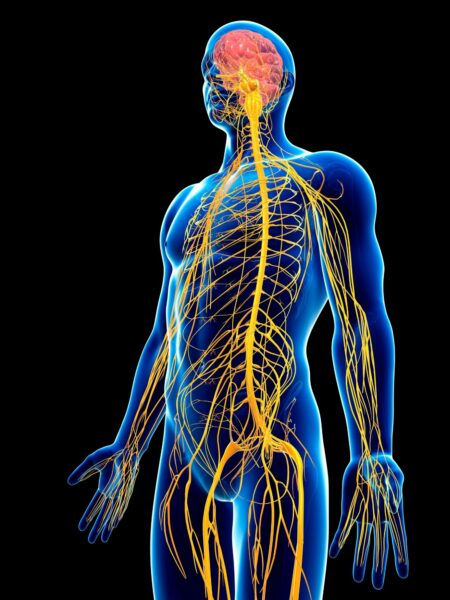 Das Endocannabinoidsystem zieht sich durch den gesamten Körper