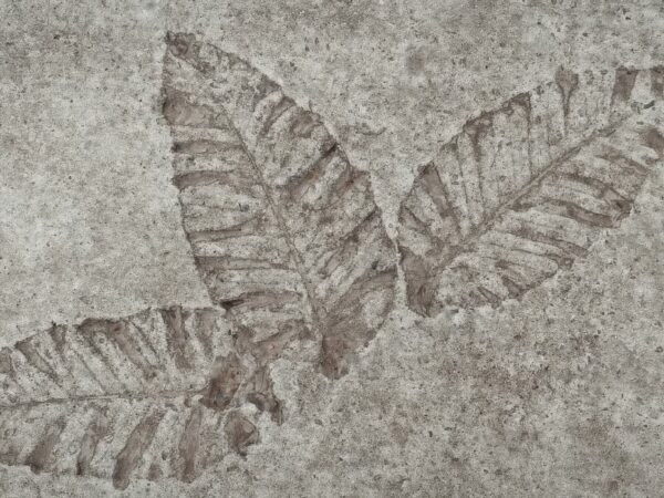 Ein Blatt Fossil
