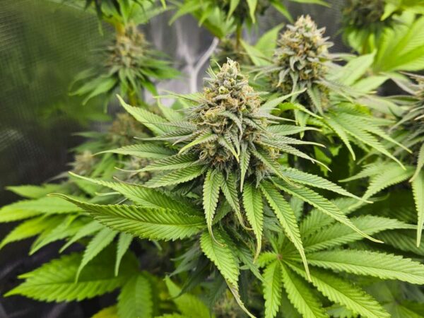 Eine Cannabispflanze beim Grow
