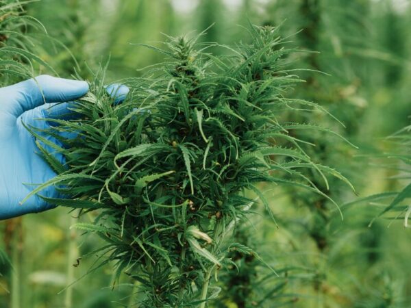 Die Cannabis Medizin in den USA nimmt neue Ausmaße an.