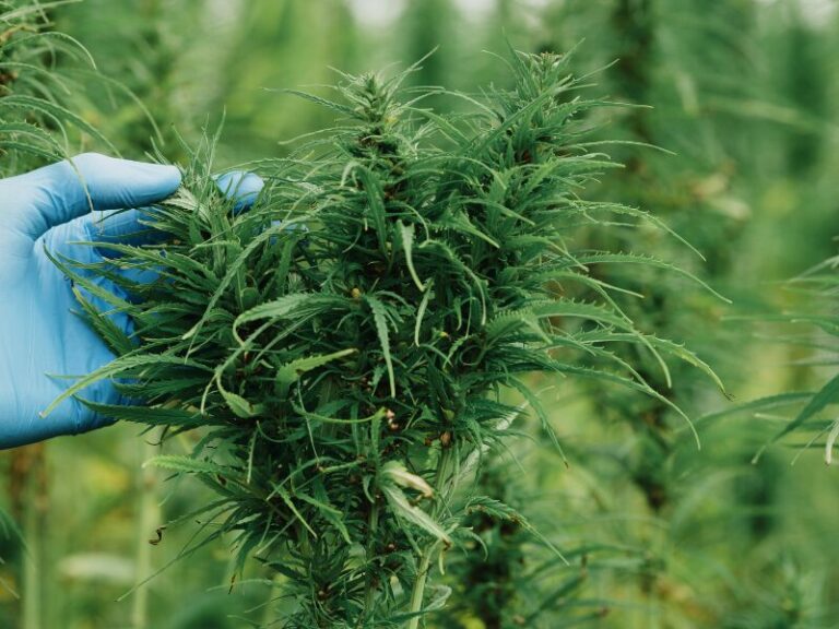 Cannabis Medizin in den USA: Neue Einstufung, Forschungsboom und medizinische Wende