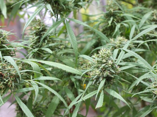 Cannabisblüten