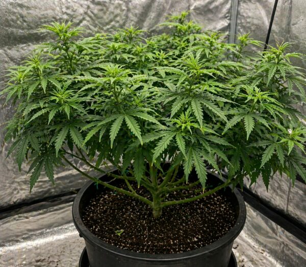 Eine Cannabis Mutterpflanze