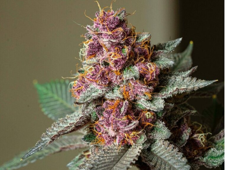 Reveg Cannabis: bester Grow-Trick oder Risiko?