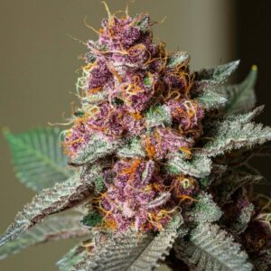 Reveg Cannabis - so holst du deine Pflanze zurück ins Leben.