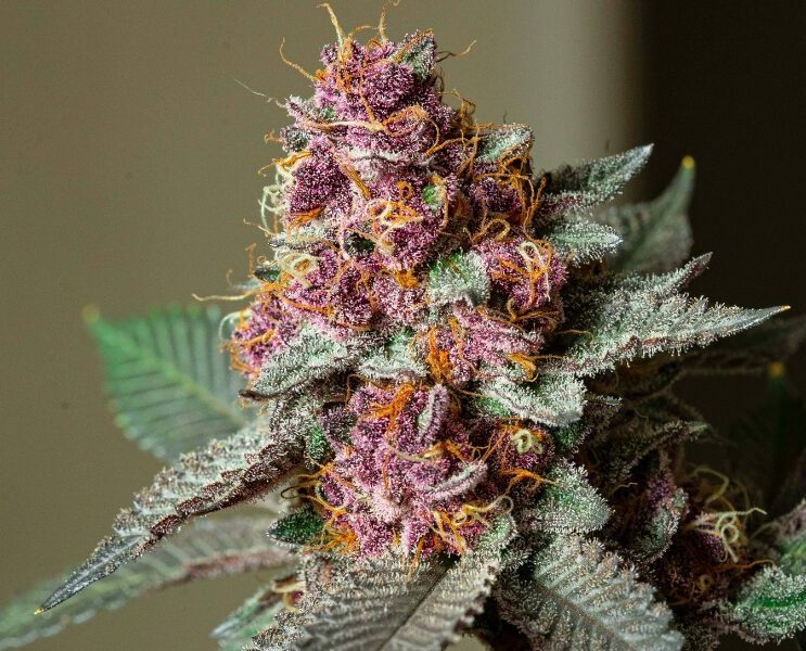 Reveg Cannabis - so holst du deine Pflanze zurück ins Leben.