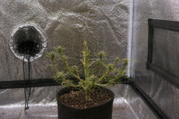 Cannabis Reveg