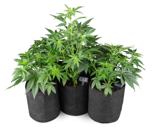 Cannabispflanzen in einem Stofftopf