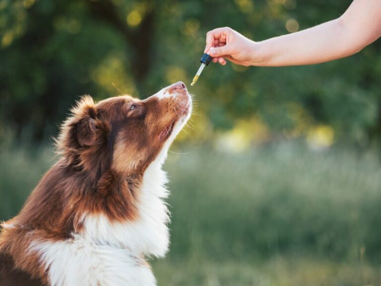 CBD für Hunde und Katzen. 5 klare Fakten und Vorteile