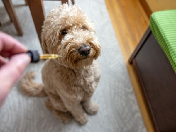 CBD für Hunde