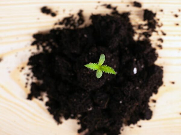 Cannabispflänzchen in Living Soil