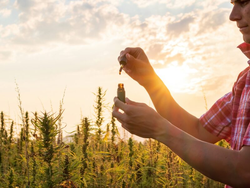 Freispruch für CBD Blüten Händler. Ein Mann auf einem Hanffeld mit einer Pipettenflasche