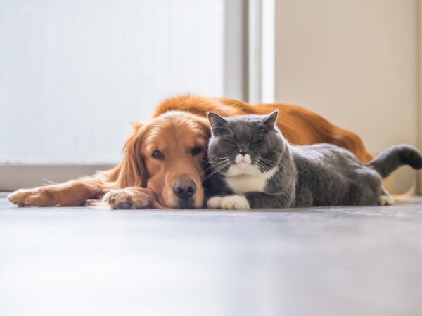 Hund und Katze