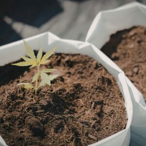 Eine kleine Cannabispflanze in Living Soil