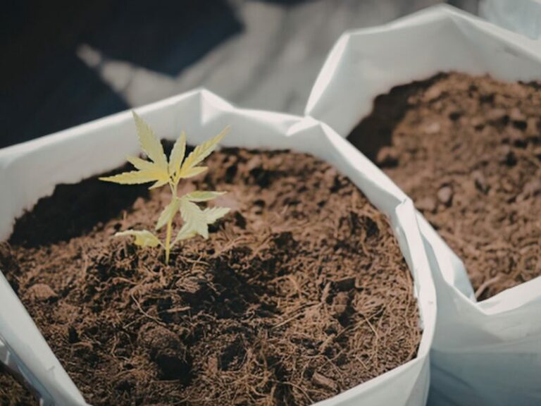 Living Soil: Der ultimative Guide für natürliche, lebendige Erde im Homegrow