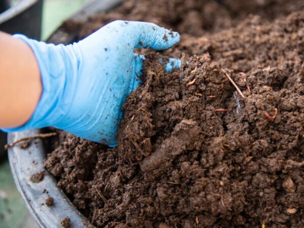 Living Soil Erde