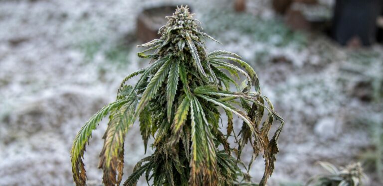 Cannabis Temperatur Nachts. 8 starken Tipps für den Pflanzenschutz