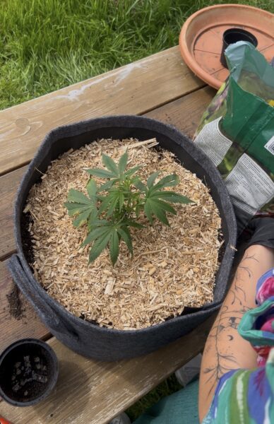 Cannabiserde mit Mulch abdecken